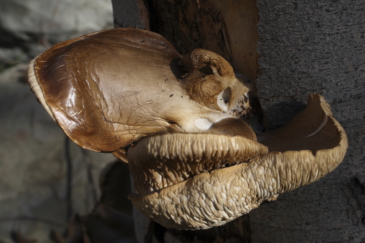 My Tree has a Fungus