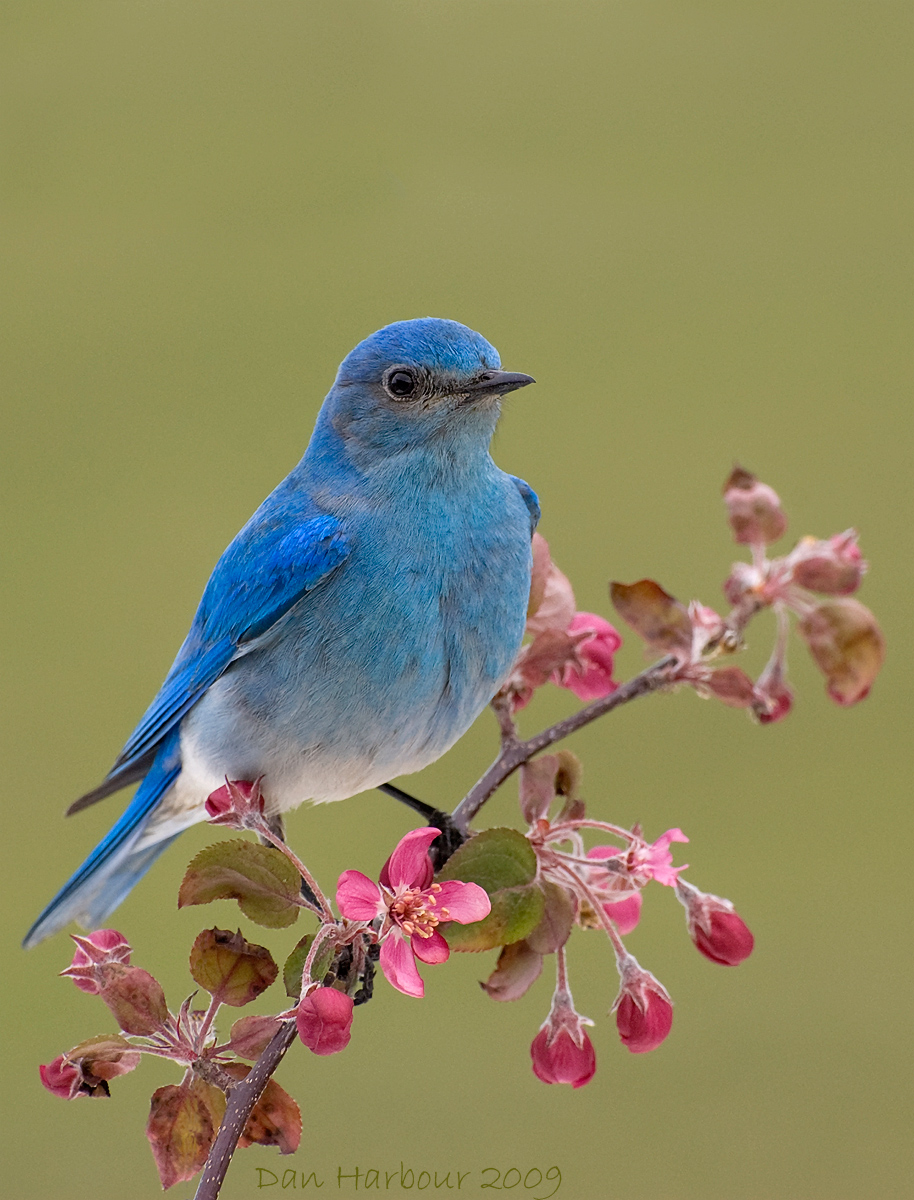 Mountain Bluebird