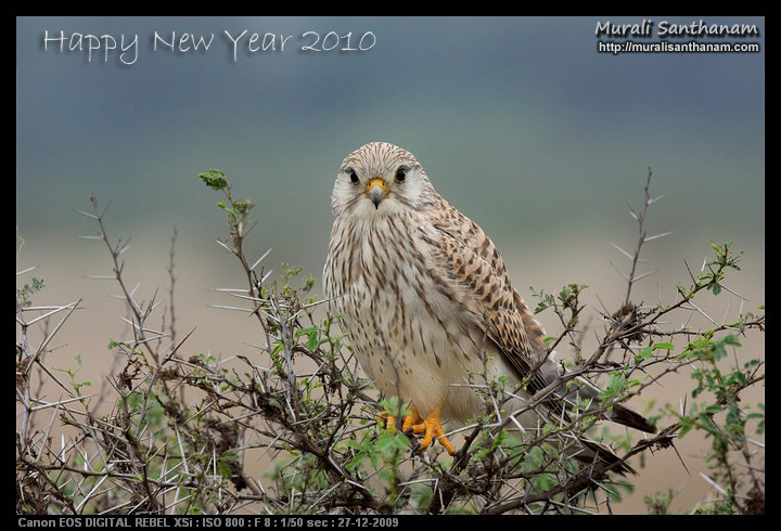 Happy New Year