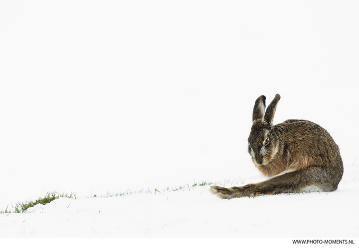 Hare in wintertime