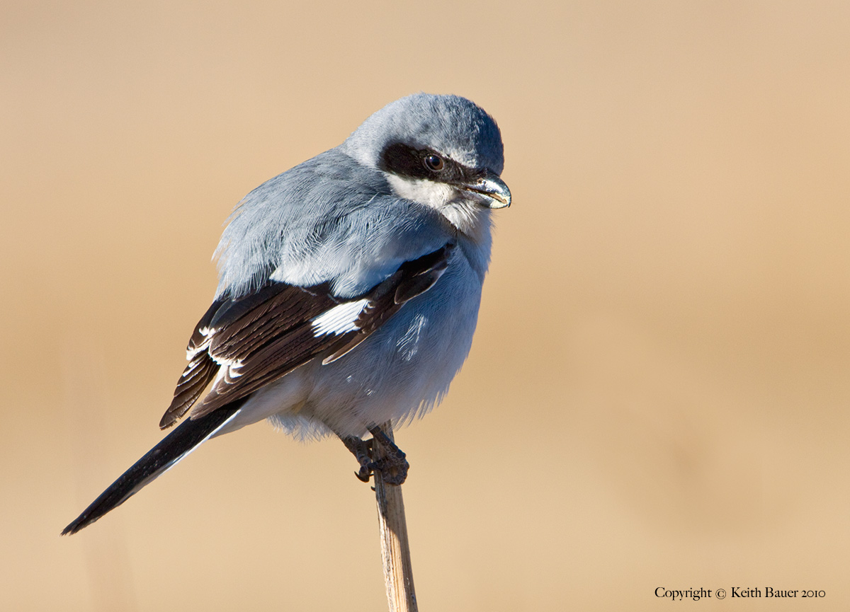Loggerhead Shrike