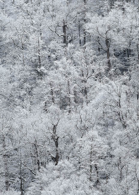 Smoky Mountain New Year