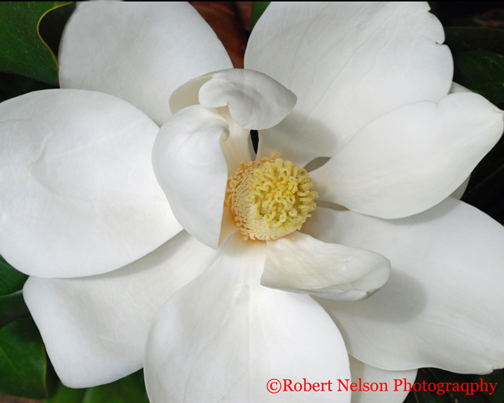 Magnolia #3