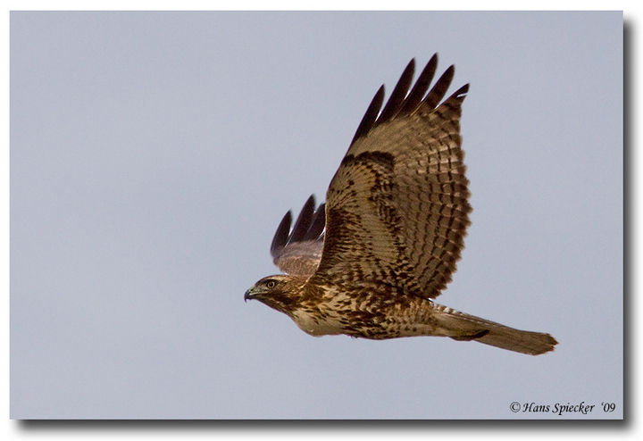 Red-tailed Hawk