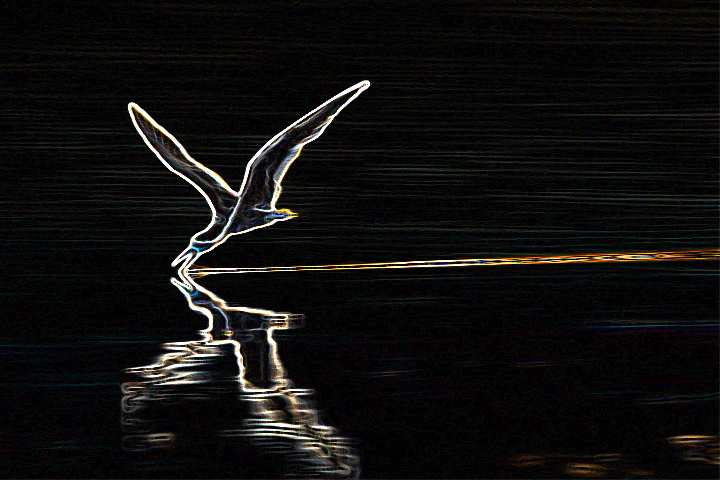 Neon Skimmer
