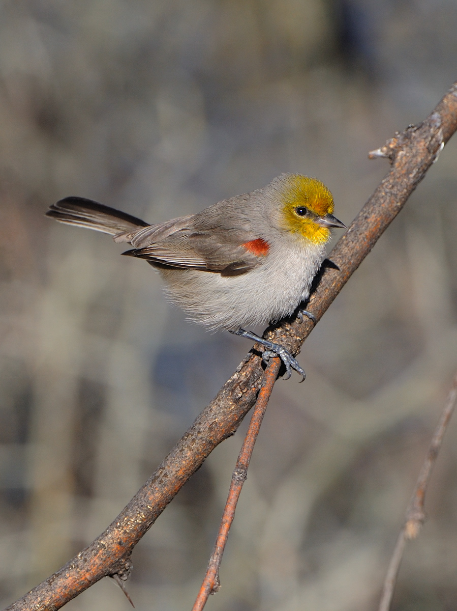 Verdin