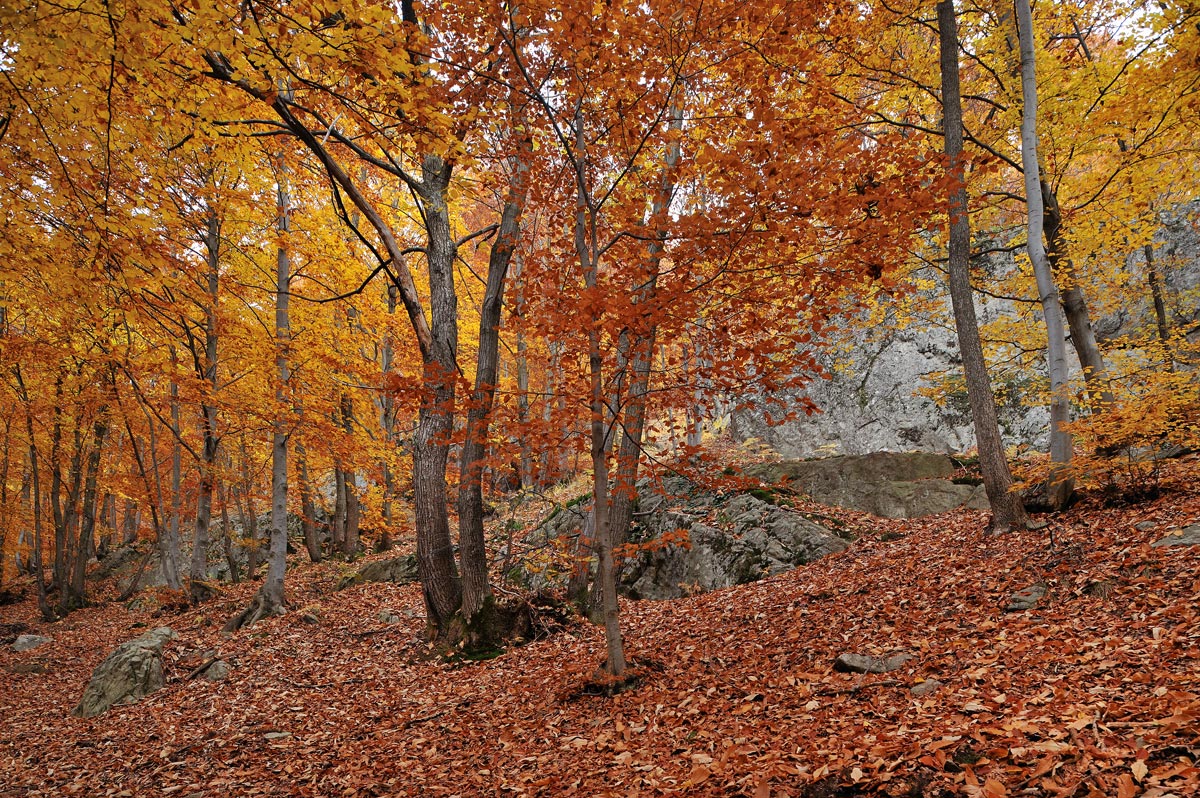 another beech wood
