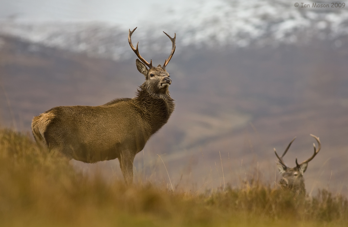 Red Deer