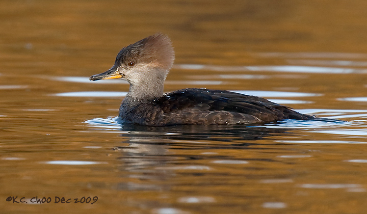 Hooded Merganser