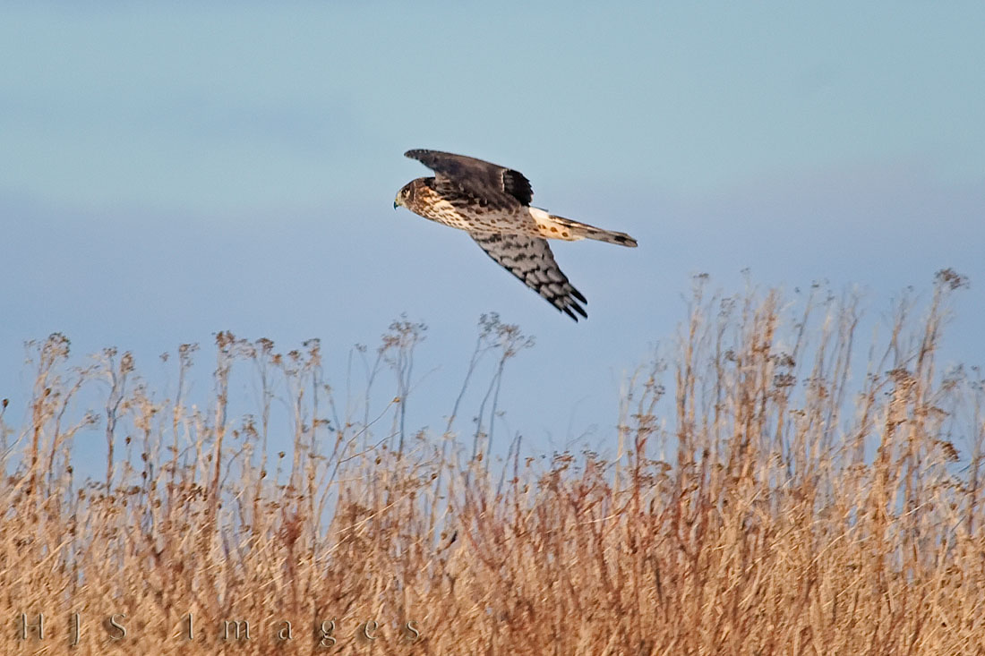 Northern Harrier?