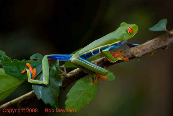 Red-Eyed Tree Frog