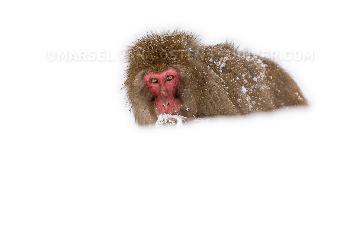 Snow Mouth