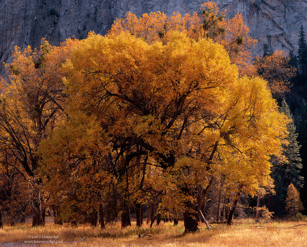 Yosemite Autumn #8