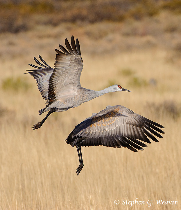 Crane Flight Yin/Yang