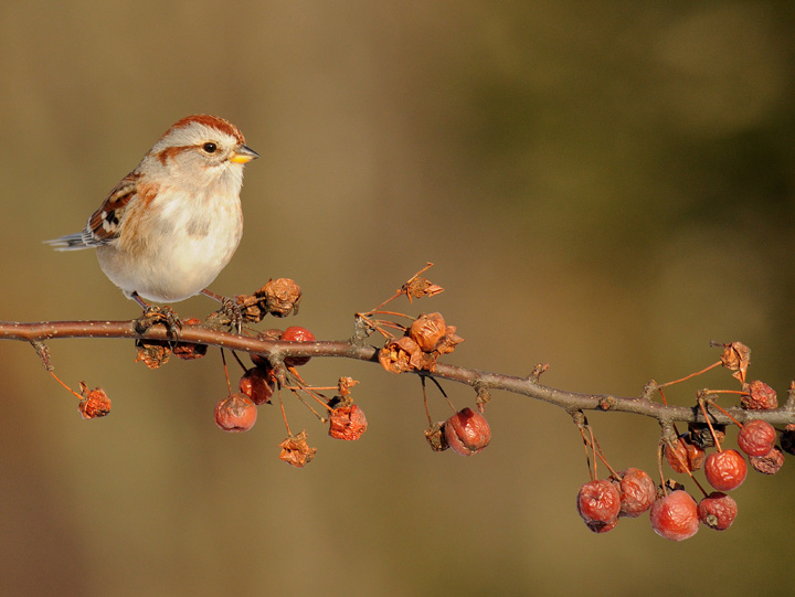 American Tree Sparrow