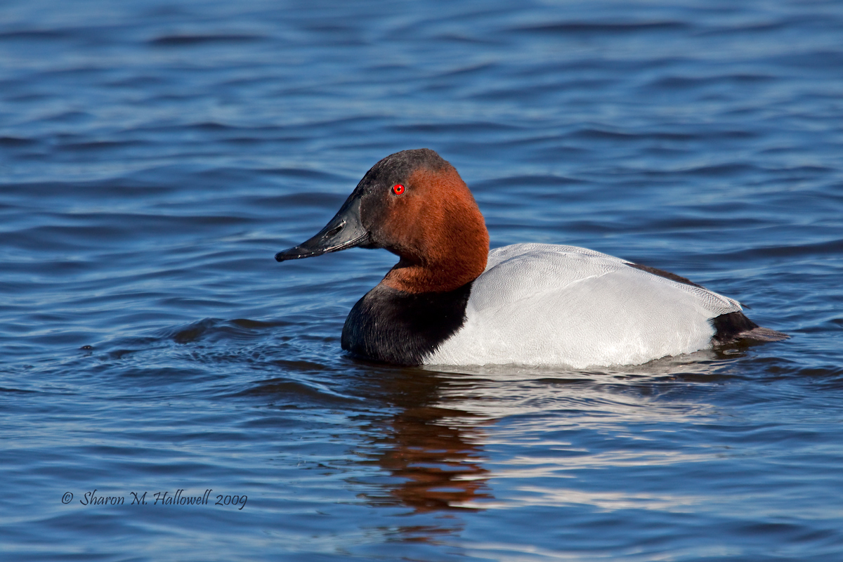 Canvasback Drake