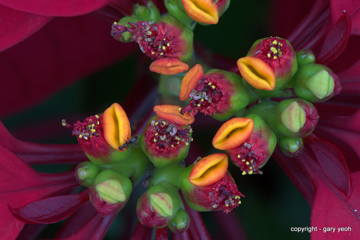 Xmas Poinsettia 