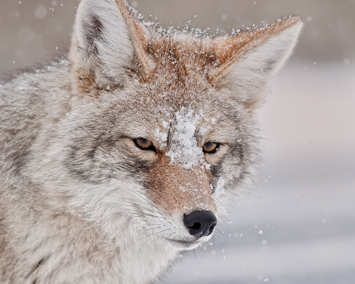 Coyote Portrait