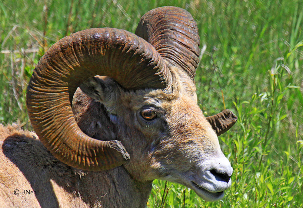 Spring Big Horn