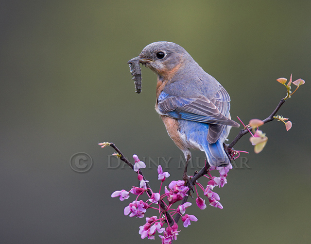 Eastern Bluebird Female