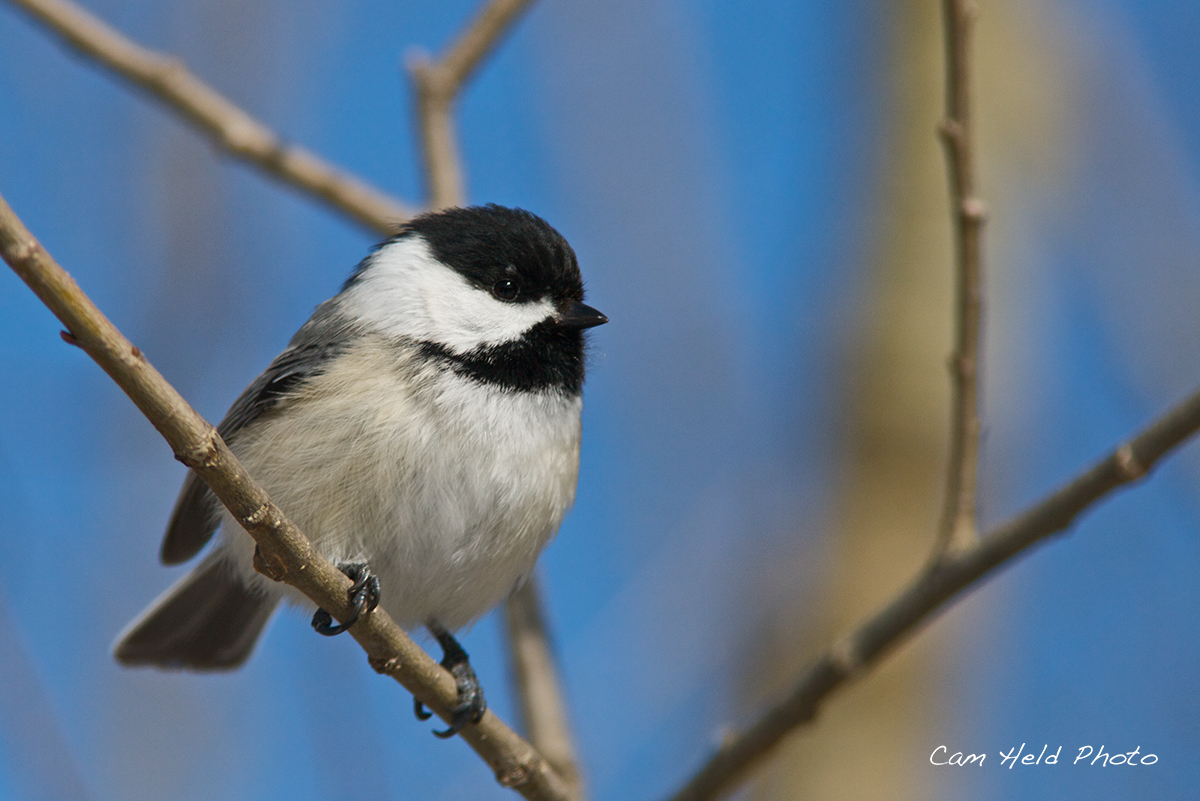 Chickadee in Winter