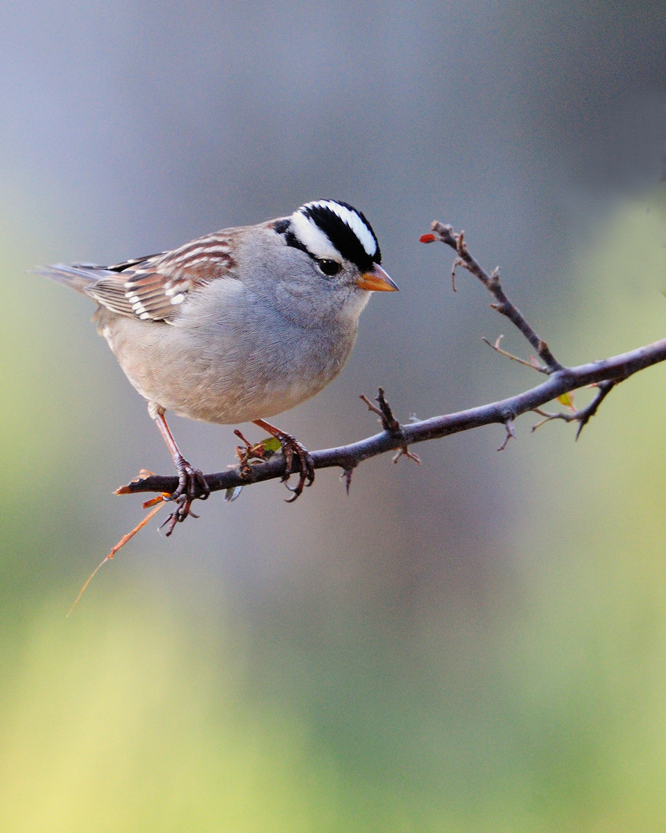White-crowned Sparrow