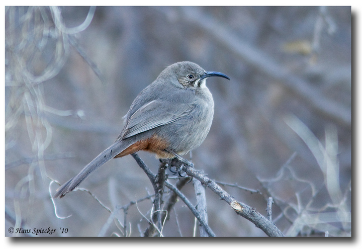 Crissal Thrasher