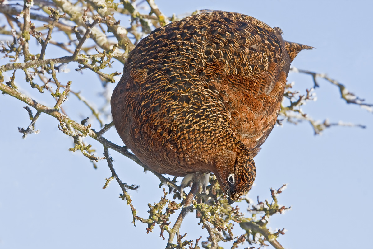 Red Grouse feeding