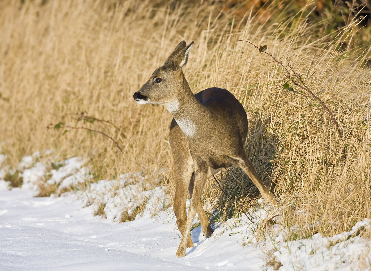 Roe Deer