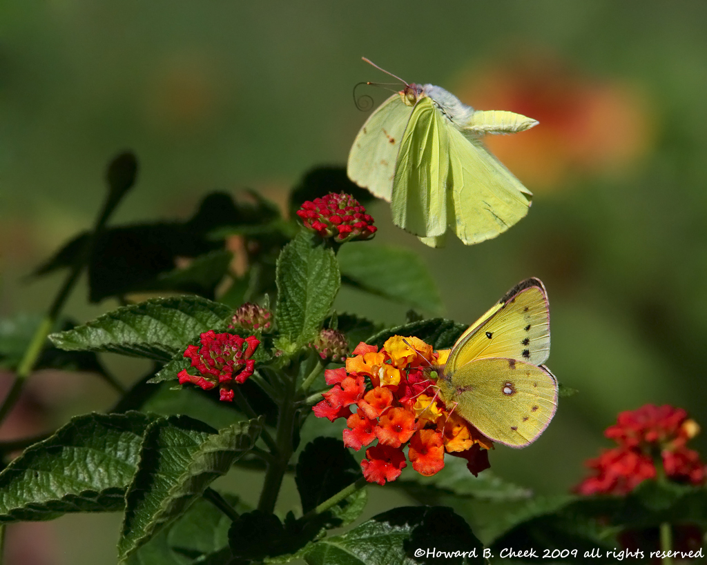 Two For One 