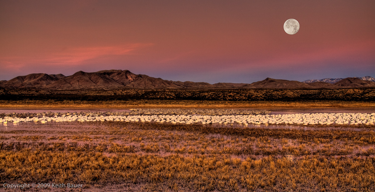 Bosque Moonset