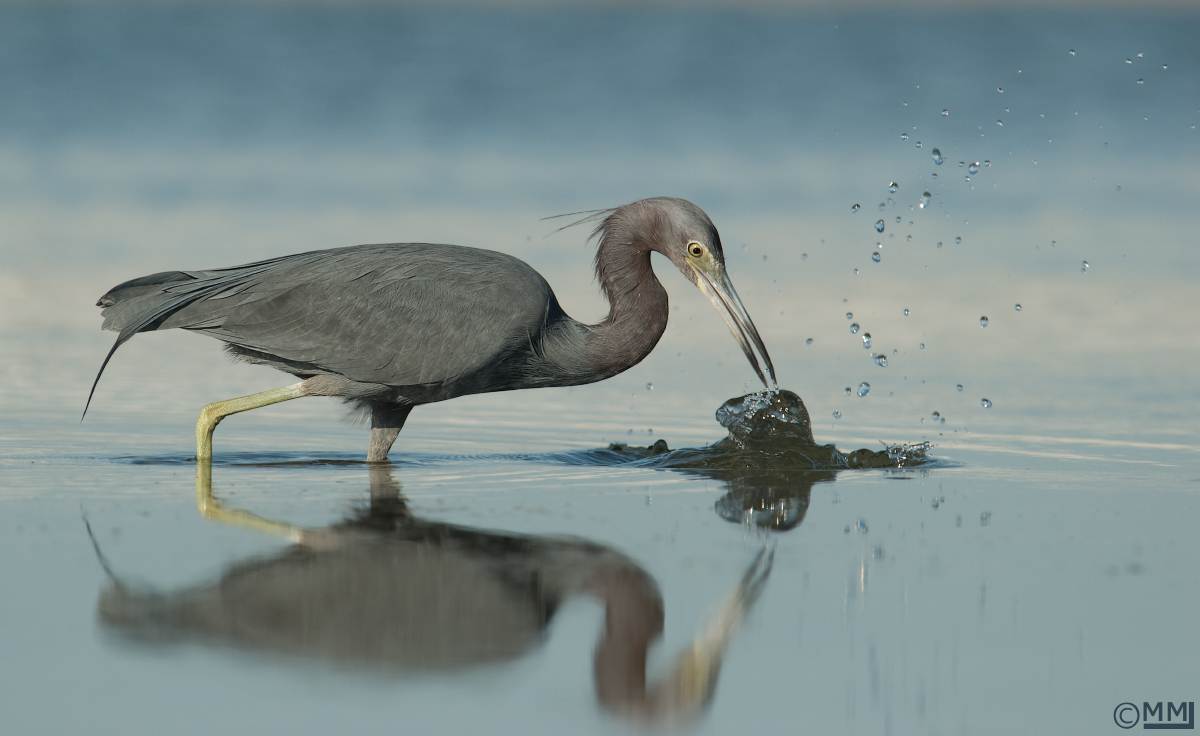 Lilttle Blue Heron 