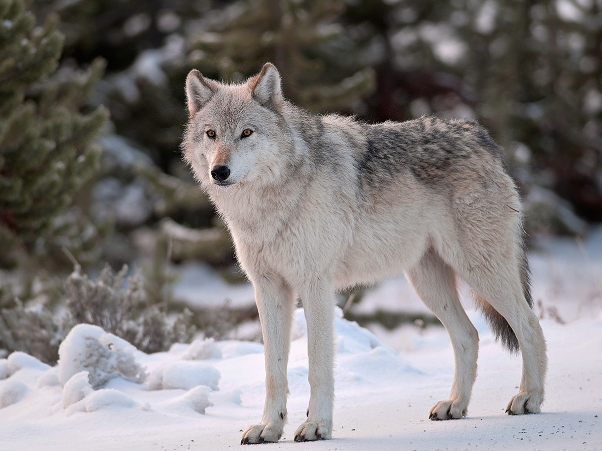 Gray Wolf