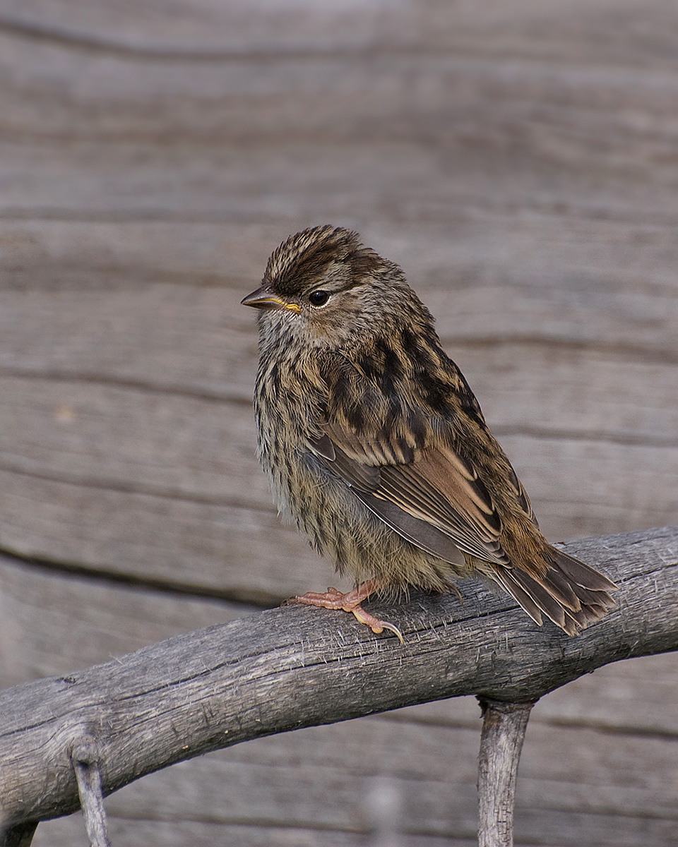 White crowned sparrow 