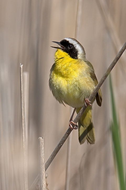 Common Yellowthroat