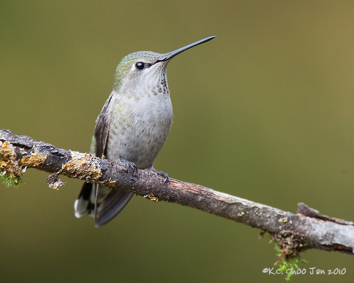 Anna's Hummingbird