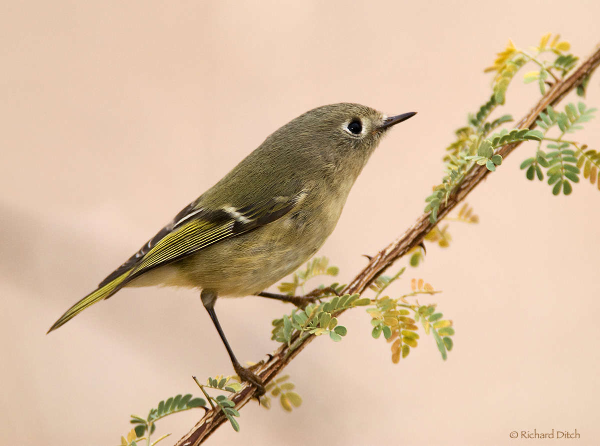 Ruby-crowned Kinglet