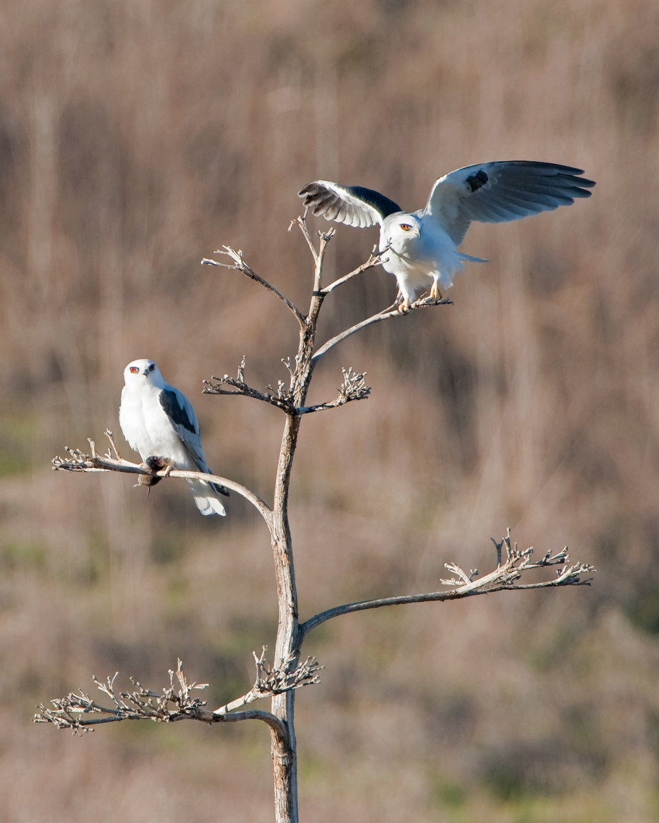 White-tailed Kites