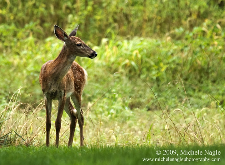 White Tail Fawn