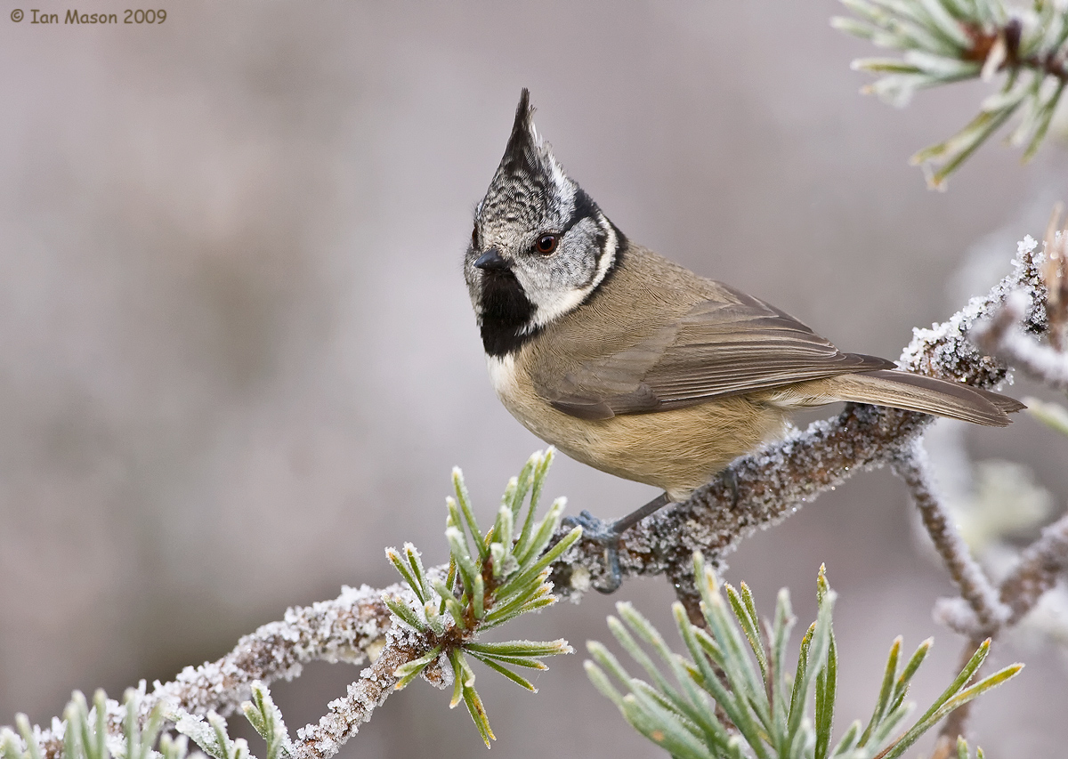 Crested Tit on Pine