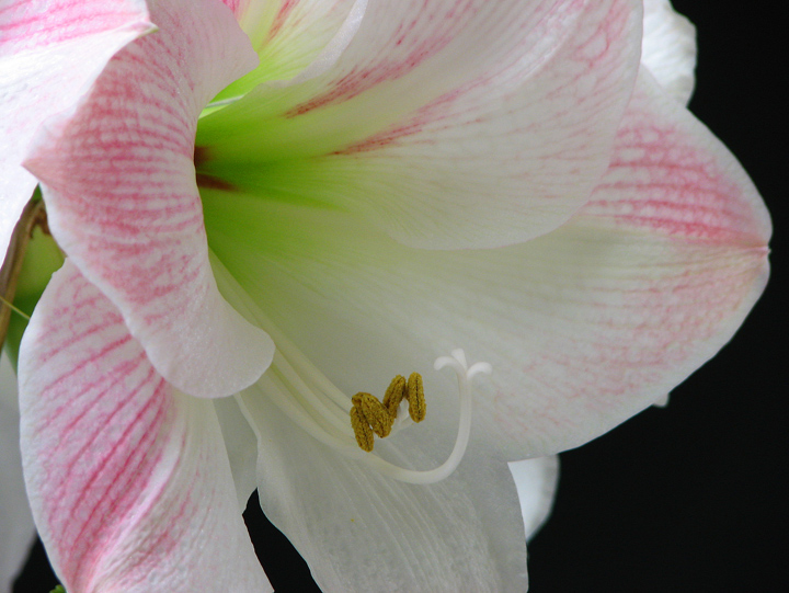 Amaryllis
