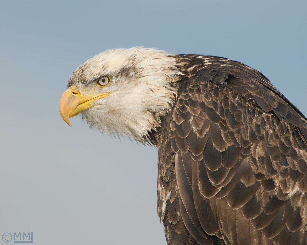 Bald Eagle 
