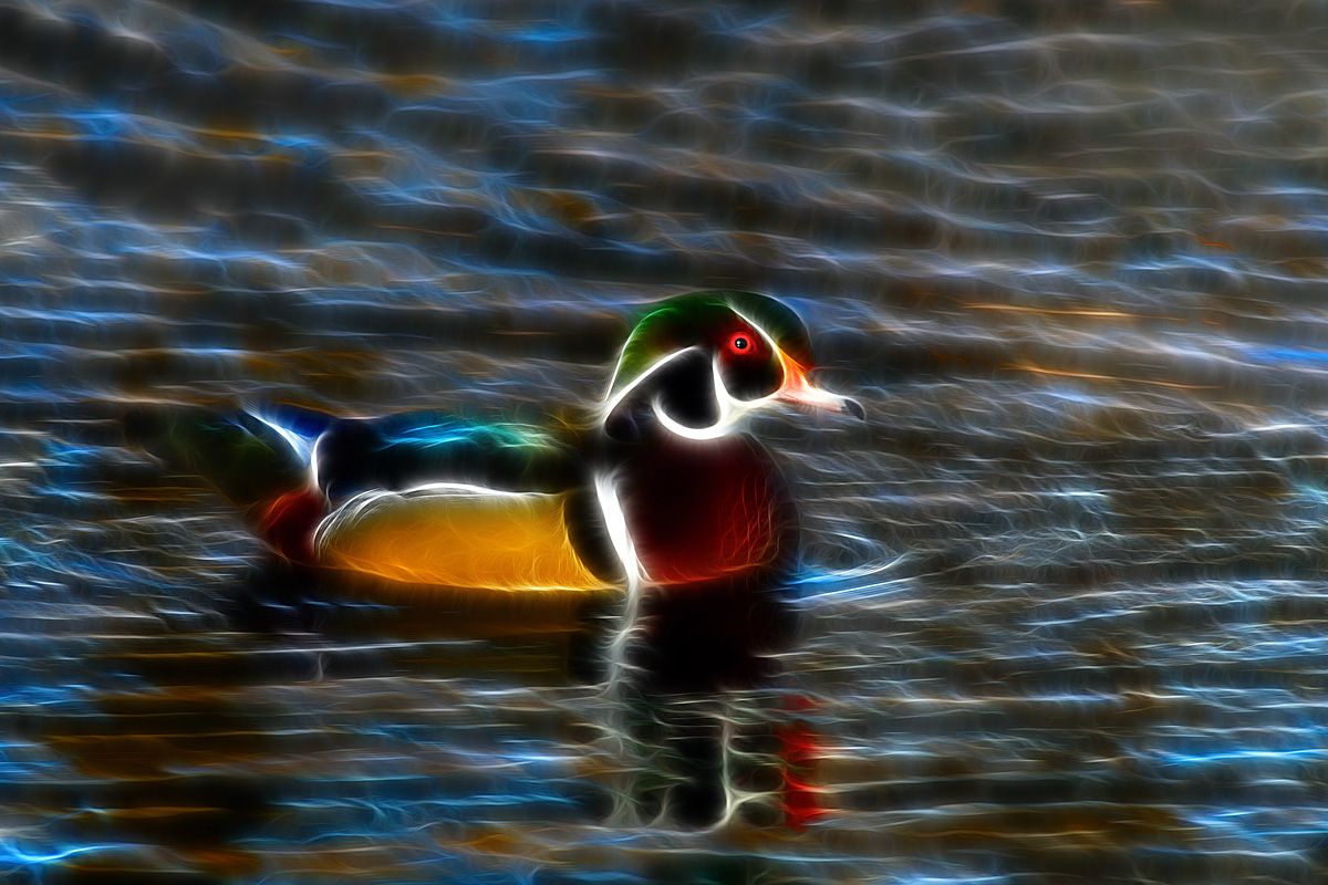 Wood Duck