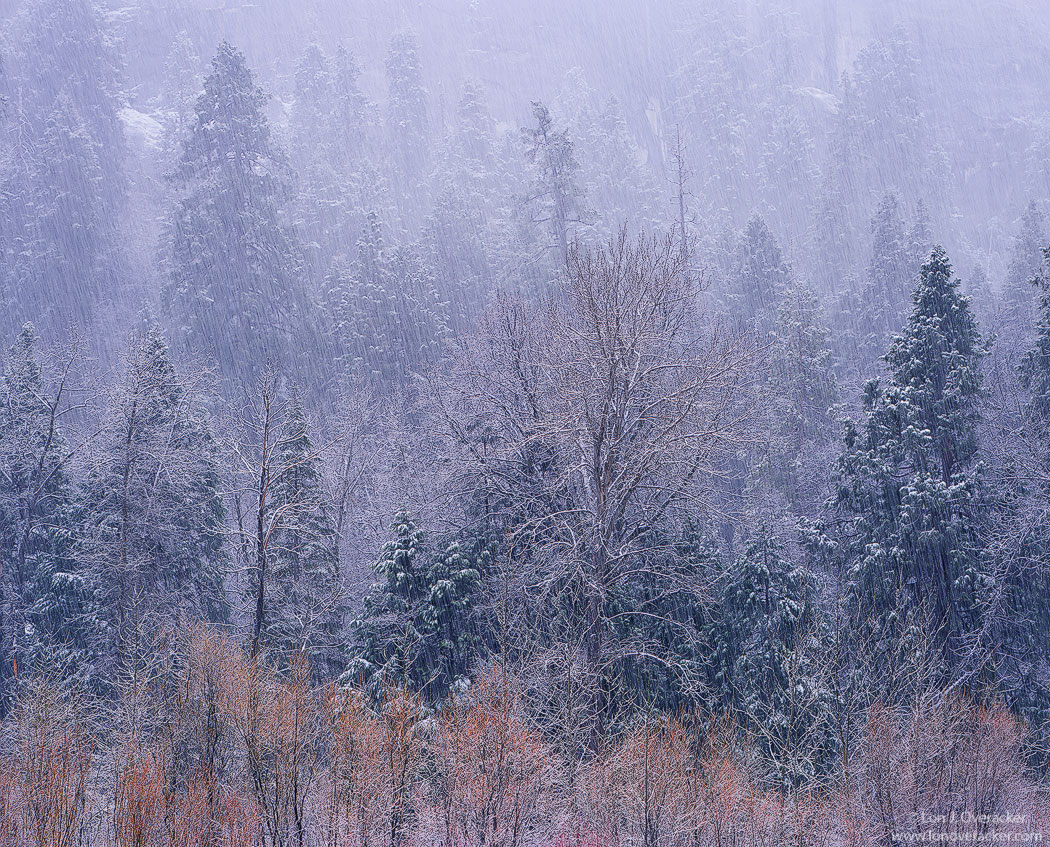 A Winter's Touch
