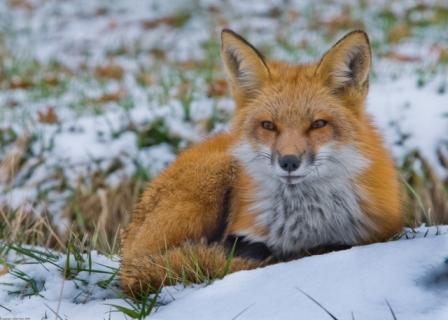 urban red fox 