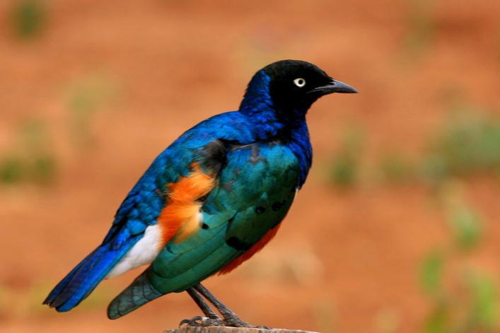 Superb Starling