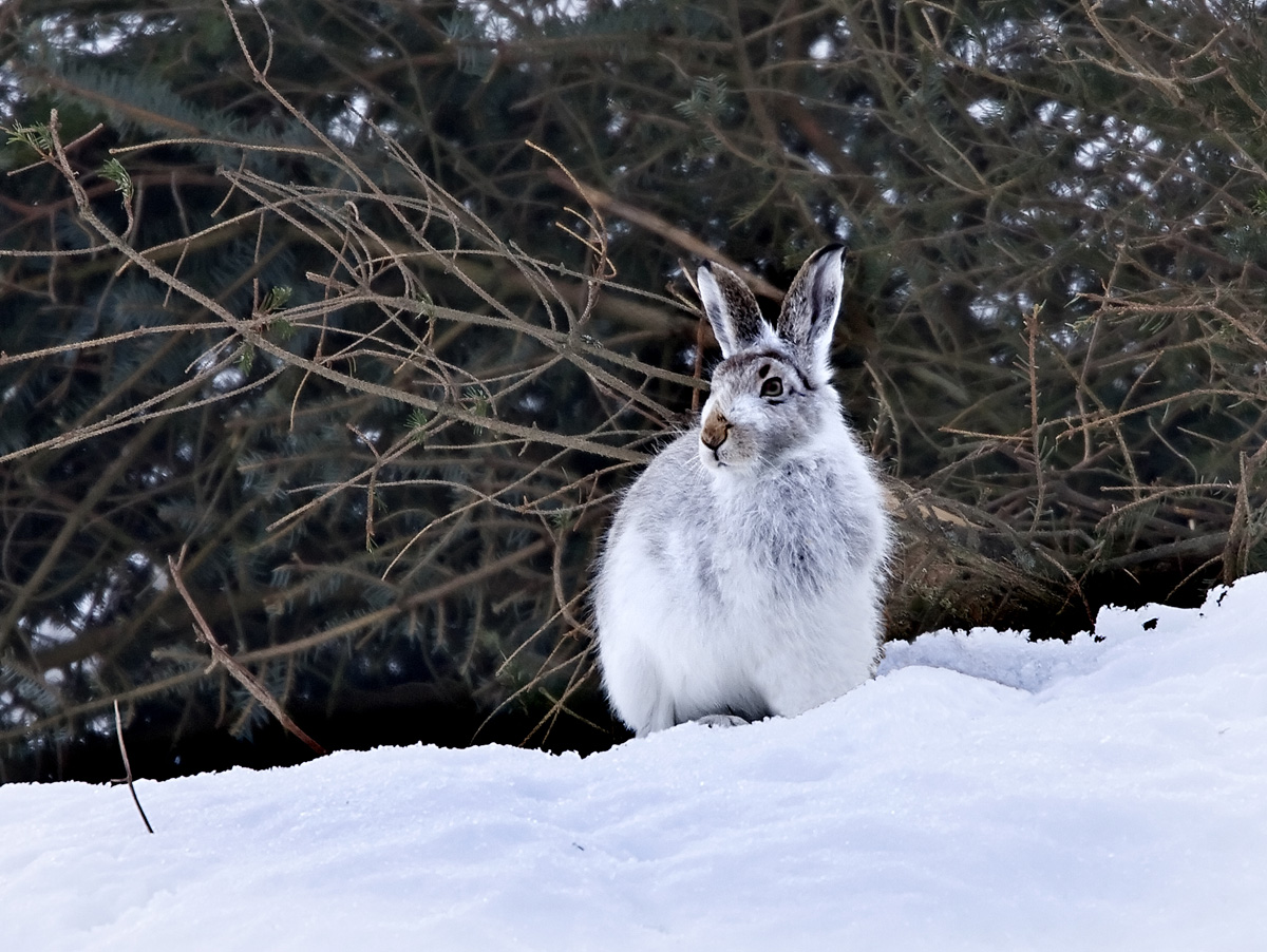 Mountain Hare
