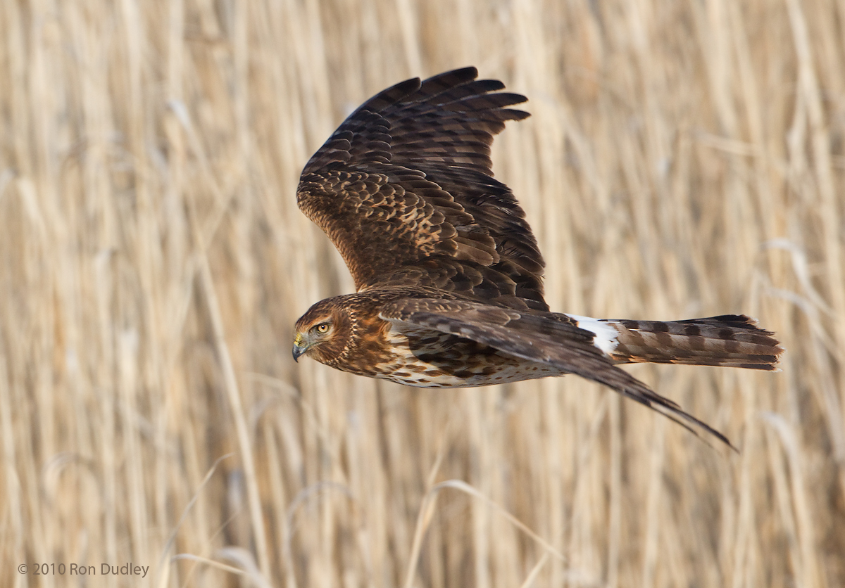 Northern Harrier