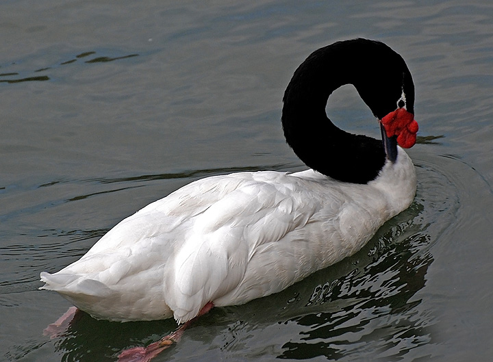 Qute Swan