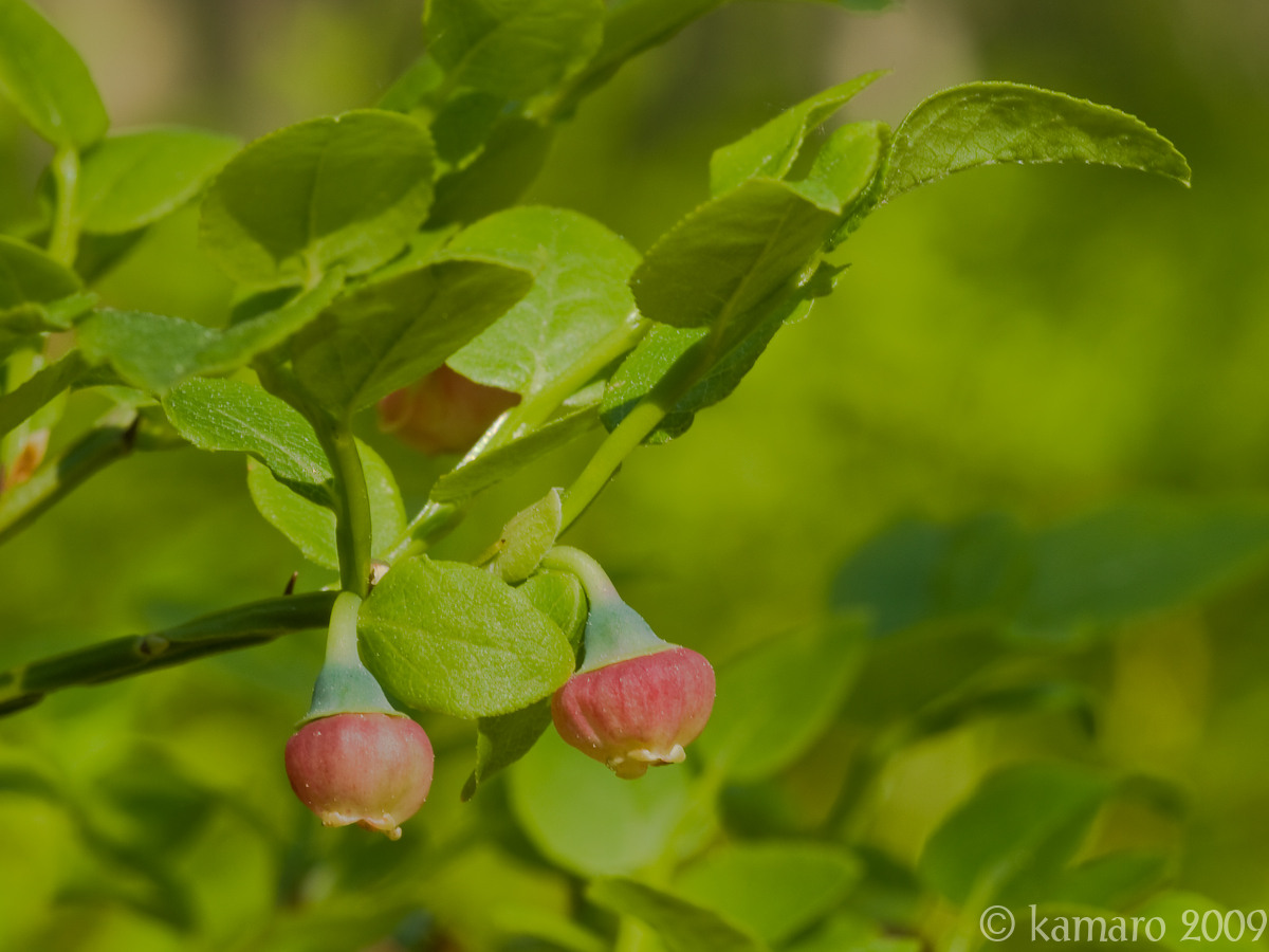Blueberry Flower